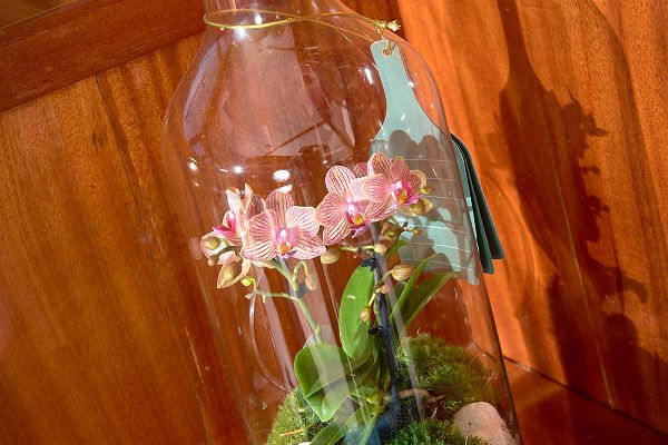 Gulet - SEA BREEZE - 4