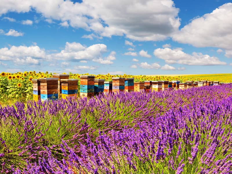 Putovanje Provansa, putevima lavande