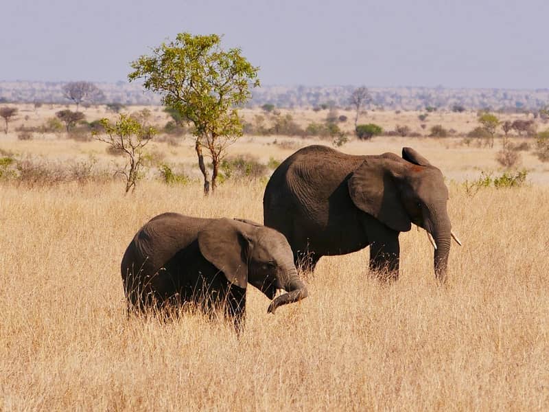 Putovanje Južna Afrika - od NP Krugera do Rta dobre nade