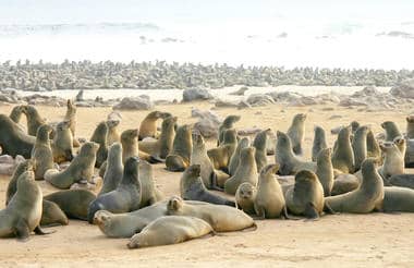SWAKOPMUND – CAPE CROSS – BRANDBERG/DAMARALAND