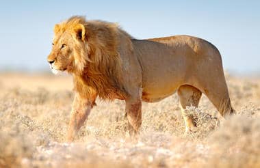 ETOSHA ISTOK – WINDHOEK
