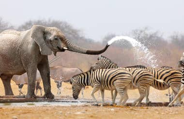 ETOSHA JUG  - SAFARI ETOSHA ISTOK