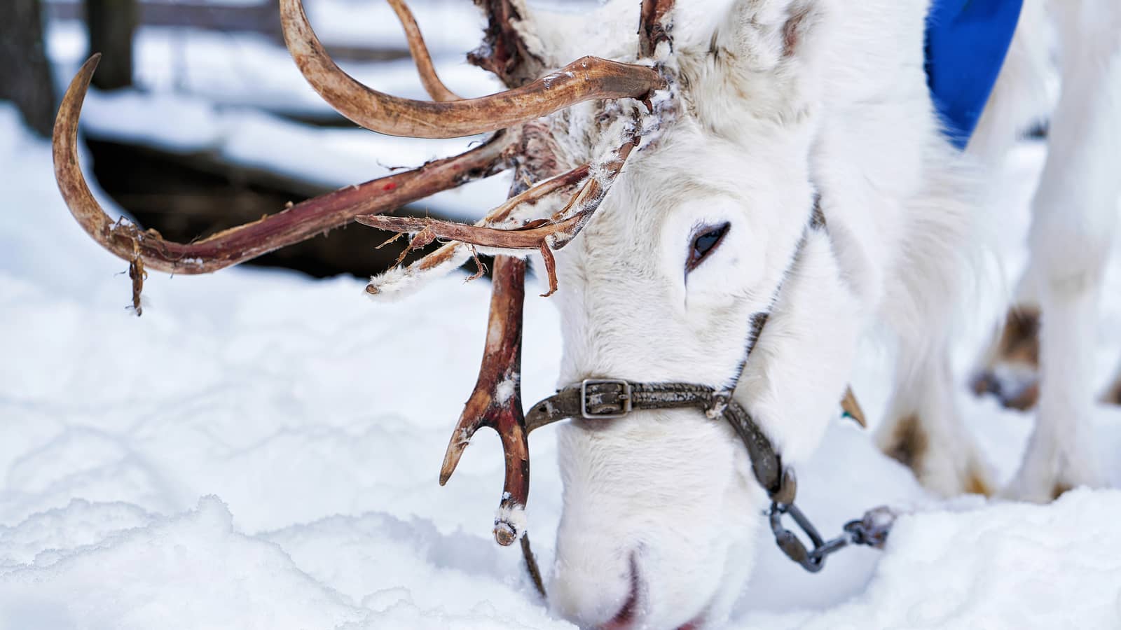 Putovanje Rovaniemi – u zemlji Djeda Božićnjaka