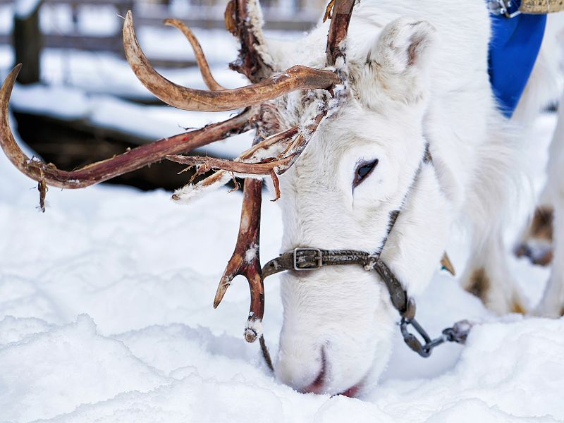 Putovanje Rovaniemi – u zemlji Djeda Božićnjaka