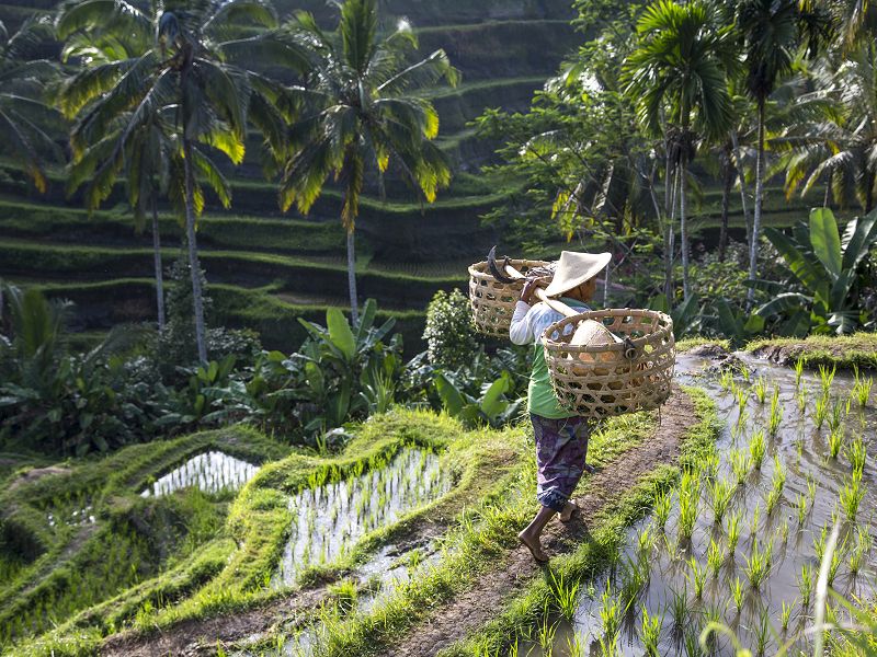 UBUD - fakultativni izlet: AUTENTIČNO ISKUSTVO SEOSKOG ŽIVOTA